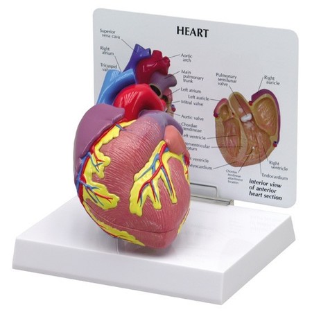 GPI ANATOMICAL Anatomical Model - Heart 2500